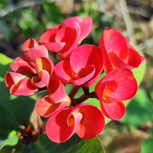 A vibrant red flower surrounded by lush green leaves, showcasing a striking contrast in colors and natural beauty.