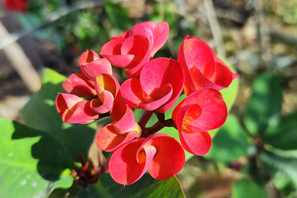 A vibrant red flower surrounded by lush green leaves, showcasing a striking contrast in colors and natural beauty.