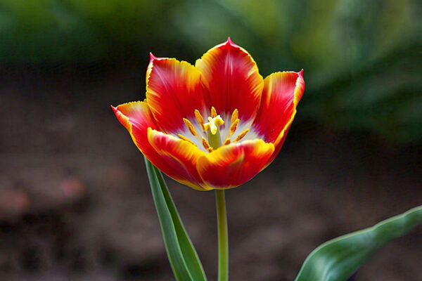 A striking red and yellow flower, featuring bold colors and delicate petals, set against a soft, blurred background.