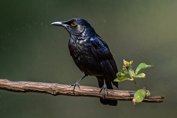 a bird is perched on a branch with the word bird on it.